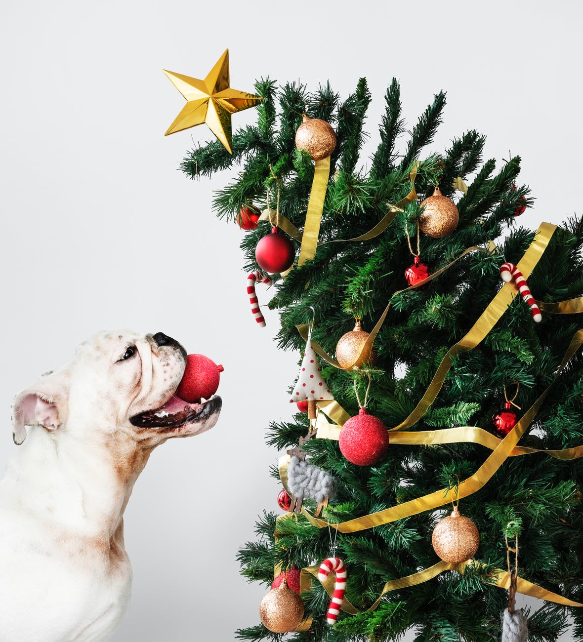 dog hanging christmas ornaments